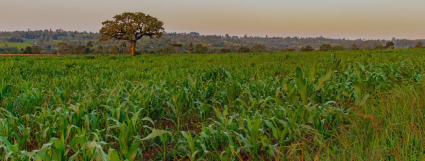 farm field 