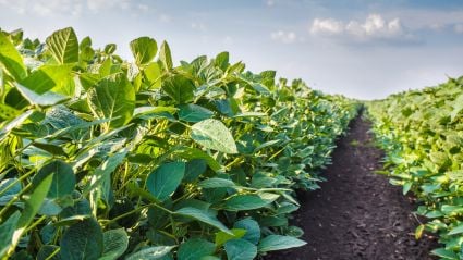 A field of crops