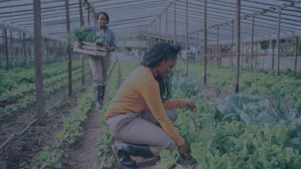 A woman tends to an allotment