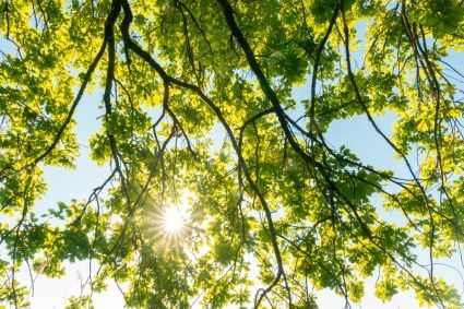 Sun shining through a tree