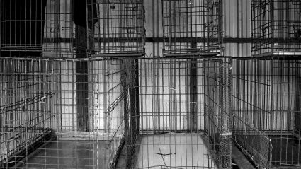 Animal cages stacked on top of each other