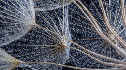 A close up of dandelions