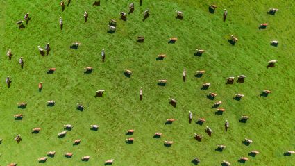 field of cows