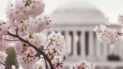 Cherry blossoms in front of the U.S. Capitol.