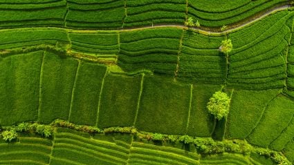 Bird's eye view of agricultural land.