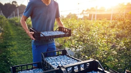A farmer carries a crate of freshly harvested blueberries through a sunlit blueberry farm.