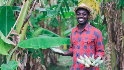 Man in red patterned shirt standing among lush green banana plants