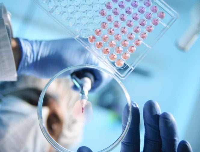 A researcher uses a pipette to place a drop of sample into a petri dish