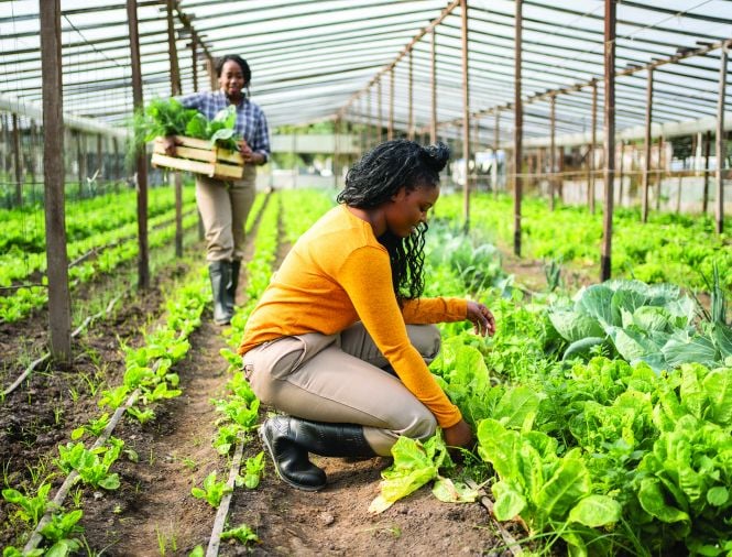 Two female-presenting persons working in a greenhouse