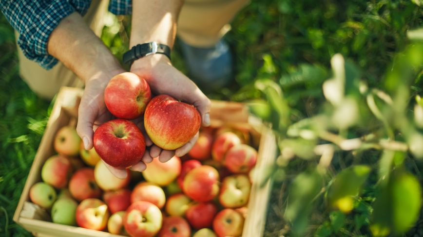 a person's hands holding a handful of bright apples from a basket