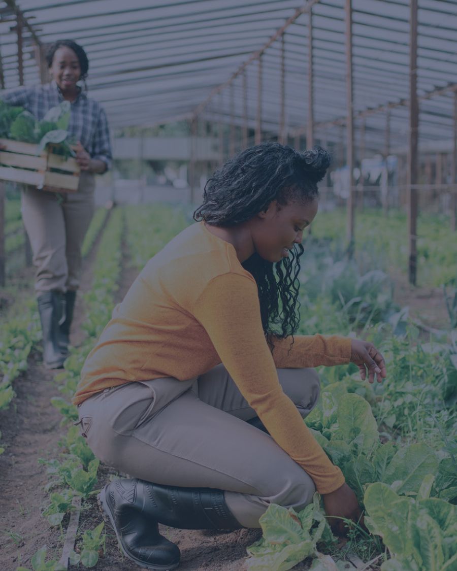 A woman tends to an allotment