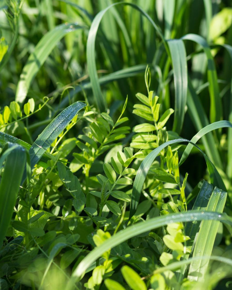 close-up of grass