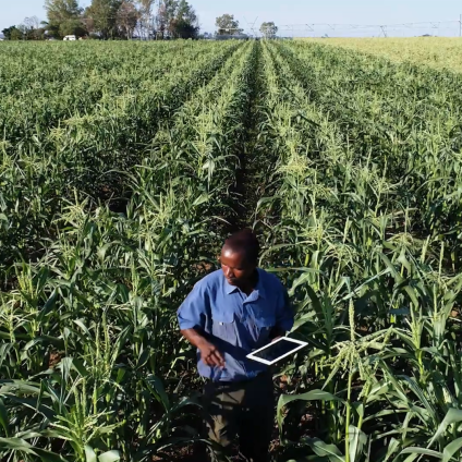 dark skinned man in a corn field studying the field with ipad