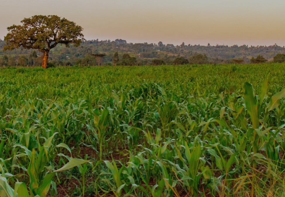 farm field 