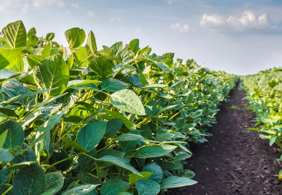 A field of crops