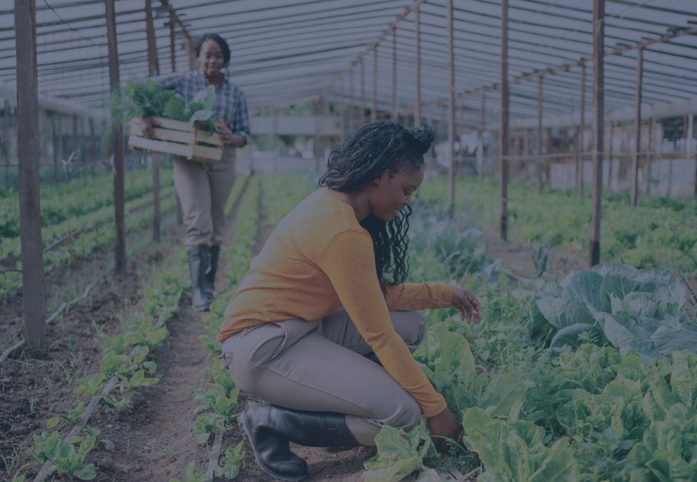 A woman tends to an allotment