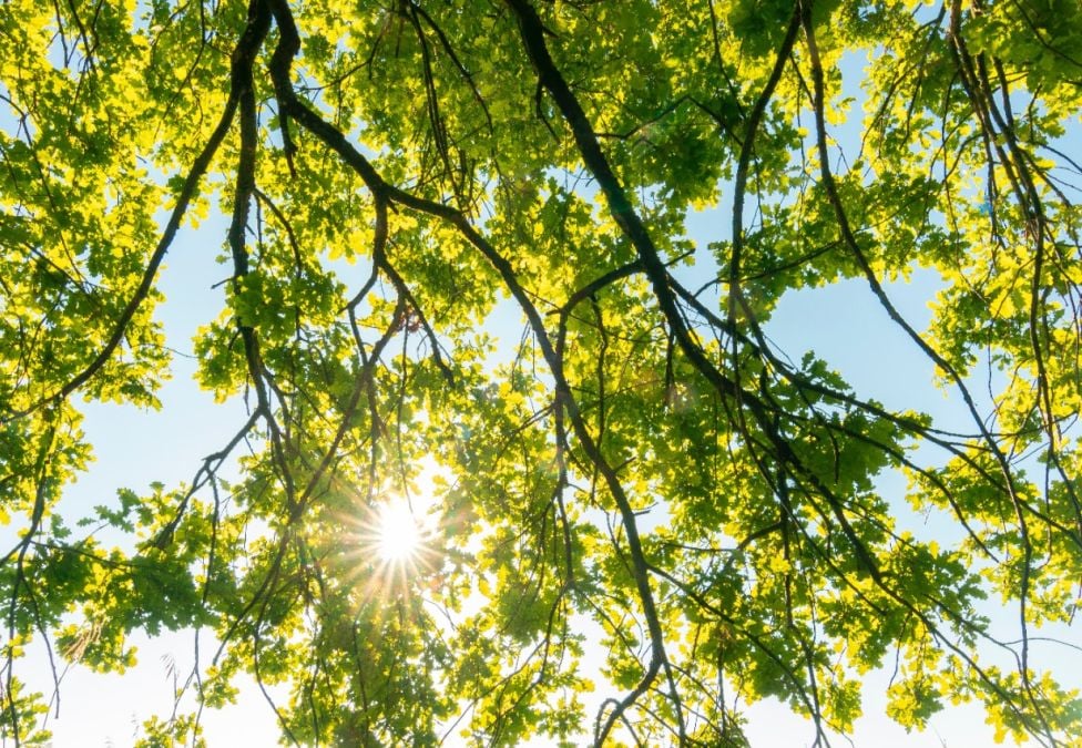 Sun shining through a tree