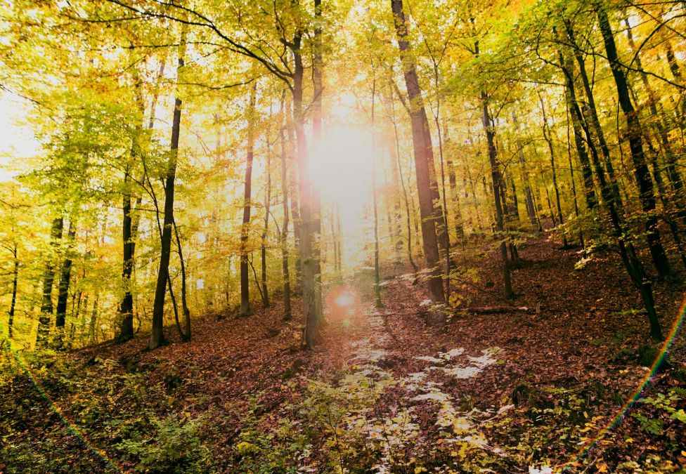 A forest scene with the sun coming through the trees