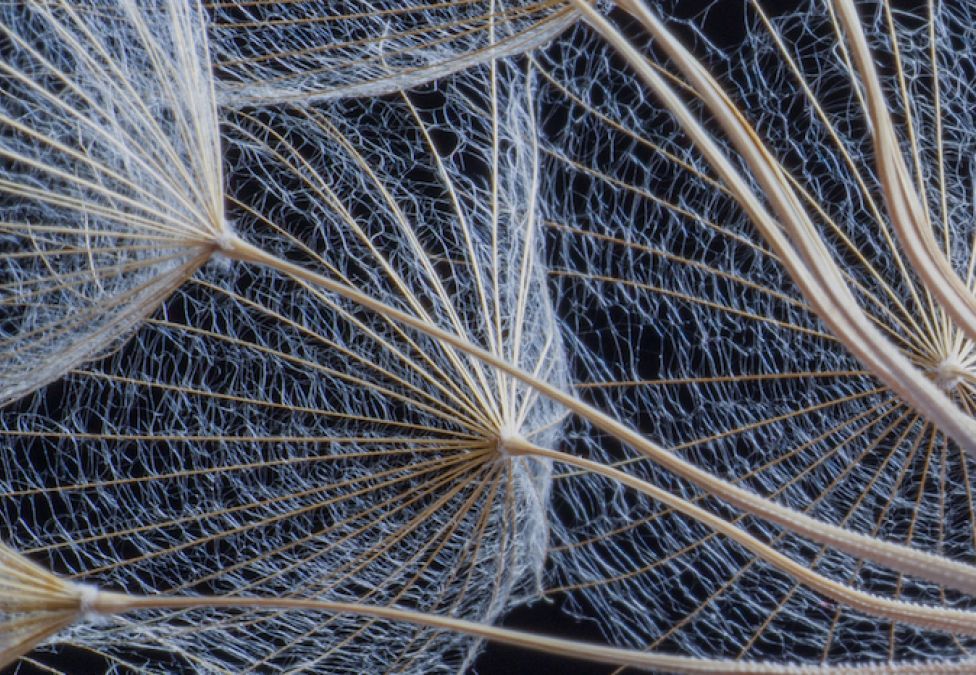 A close up of dandelions