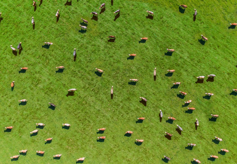 field of cows