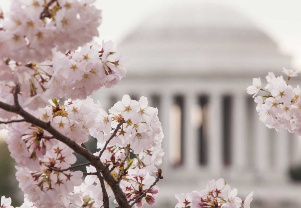 Cherry blossoms in front of the U.S. Capitol.