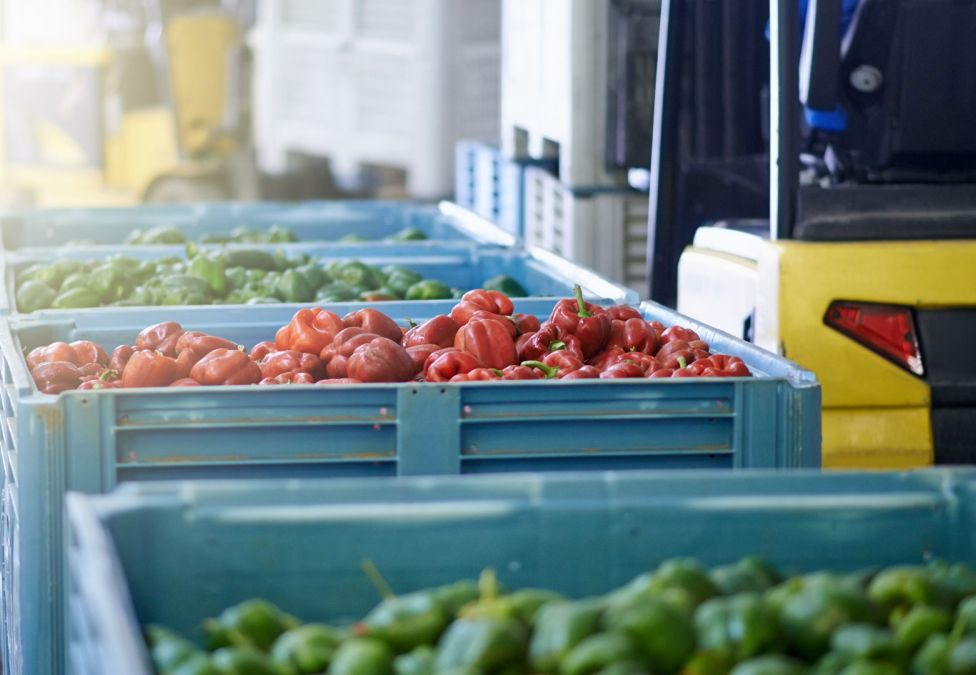 Green and red peppers in crates ready to be transported to market.