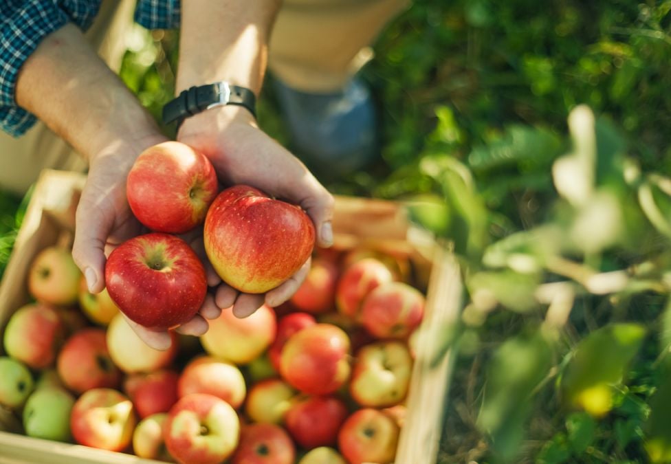 a person's hands holding a handful of bright apples from a basket