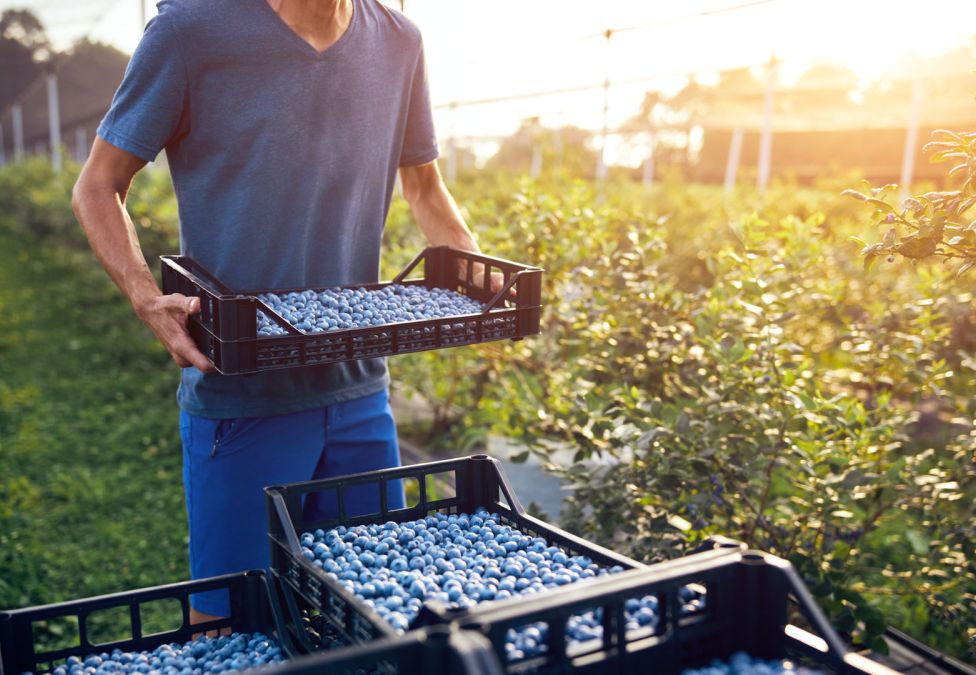 A farmer carries a crate of freshly harvested blueberries through a sunlit blueberry farm.