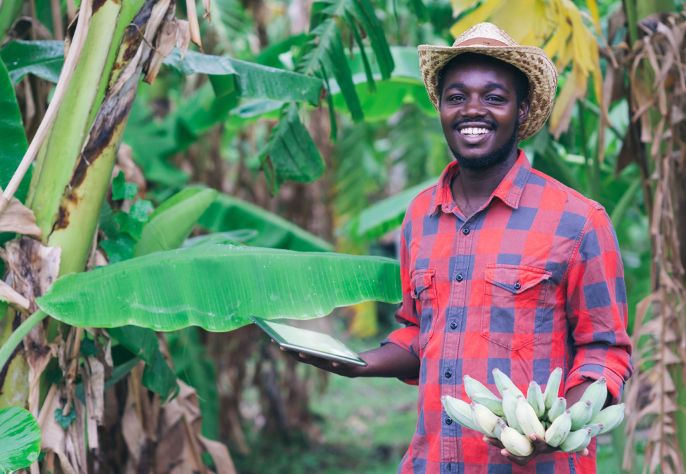 Man in red patterned shirt standing among lush green banana plants