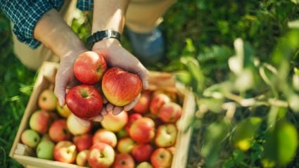 a person's hands holding a handful of bright apples from a basket